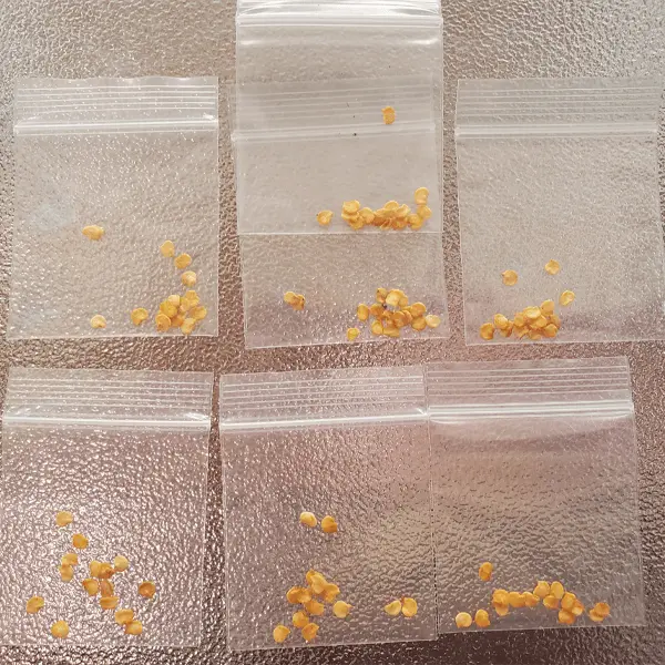 Maui Purple Peppers Seeds